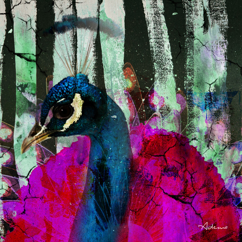 PEACOCK
